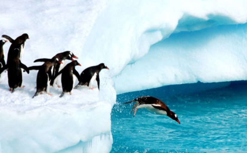 042512_Penguins_are_bad_leaders_575x270-panoramic_15994